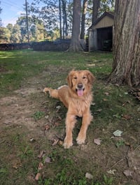 Griffin - Photo 3