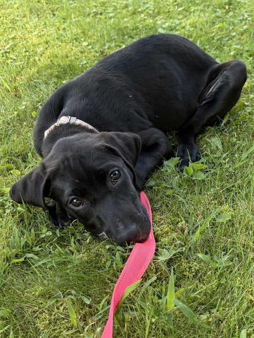 FABLE - Labrador Retriever available for adoption