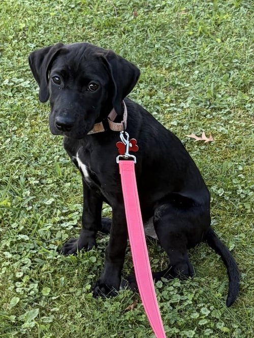 FABLE - Labrador Retriever available for adoption
