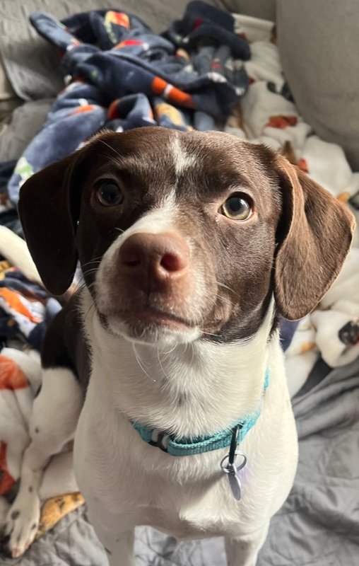 PEPPER - Terrier / Jack Russell Terrier available for adoption