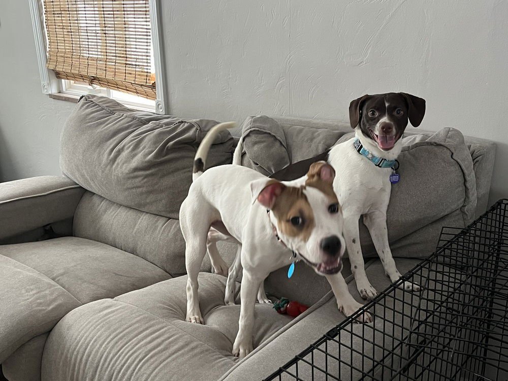 PEPPER - Terrier / Jack Russell Terrier available for adoption