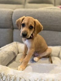 Chip - Photo 1