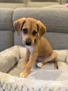 CHIP - Terrier / Terrier available for adoption