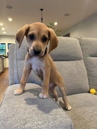 Chip - Photo 3