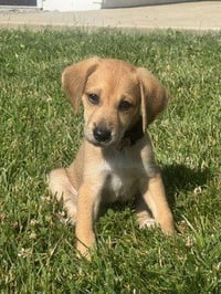 Chip - Photo 4