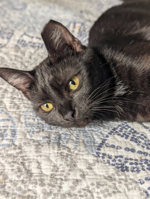 FRENCH TOAST - Domestic Short Hair available for adoption