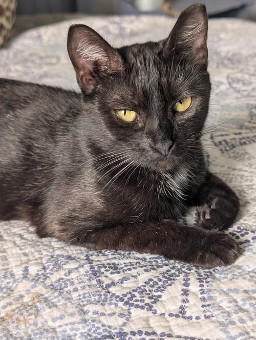 FRENCH TOAST - Domestic Short Hair available for adoption