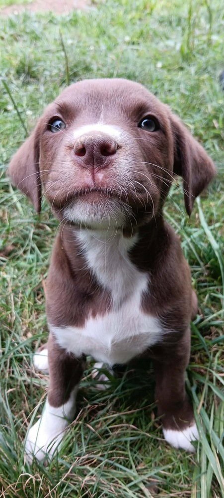 BEEBEE - Labrador Retriever / Terrier available for adoption
