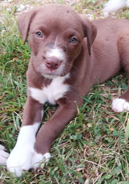 BEEBEE - Labrador Retriever / Terrier available for adoption