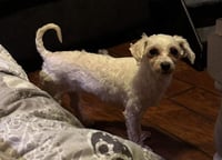 Fifi - Photo 2