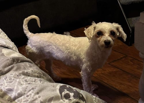 FIFI - Bichon Frise available for adoption