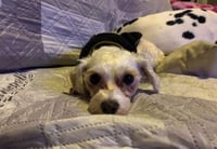 Fifi - Photo 3