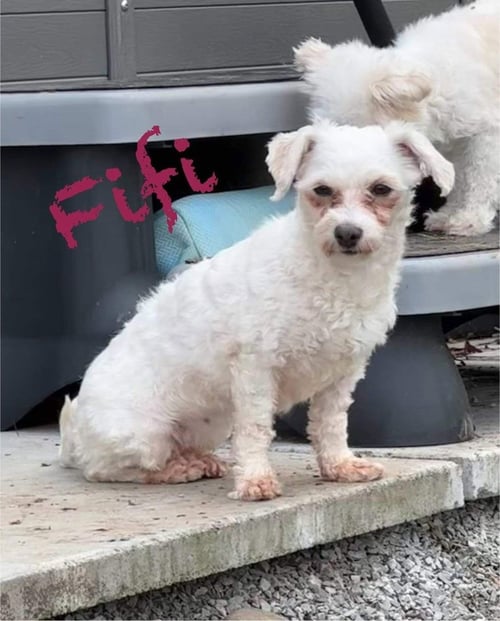 FIFI - Bichon Frise available for adoption
