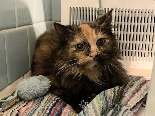NINA - Domestic Long Hair available for adoption