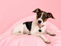 Amelia - Photo 1