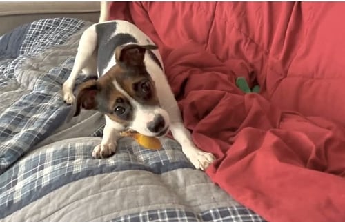AMELIA - Jack Russell Terrier / Beagle available for adoption