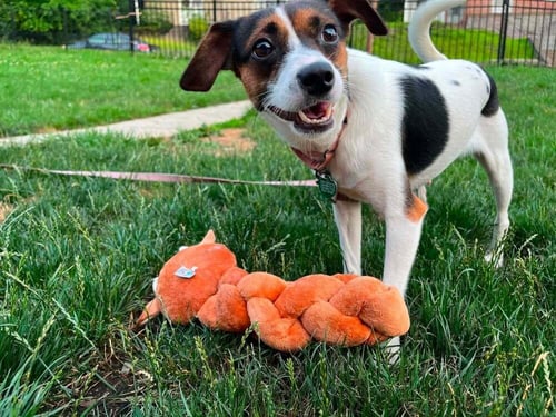 AMELIA - Jack Russell Terrier / Beagle available for adoption