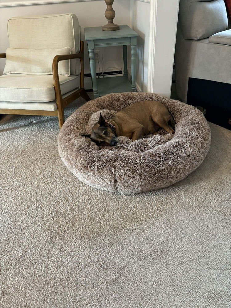 KAZOO - Terrier available for adoption