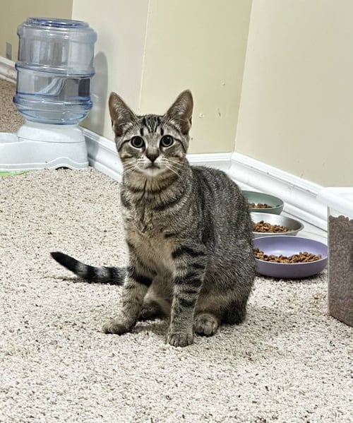 ORLA (BONDED WITH JAMES) - Domestic Short Hair available for adoption