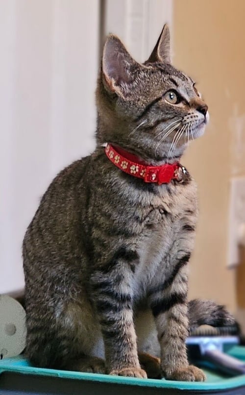 ORLA - Domestic Short Hair available for adoption