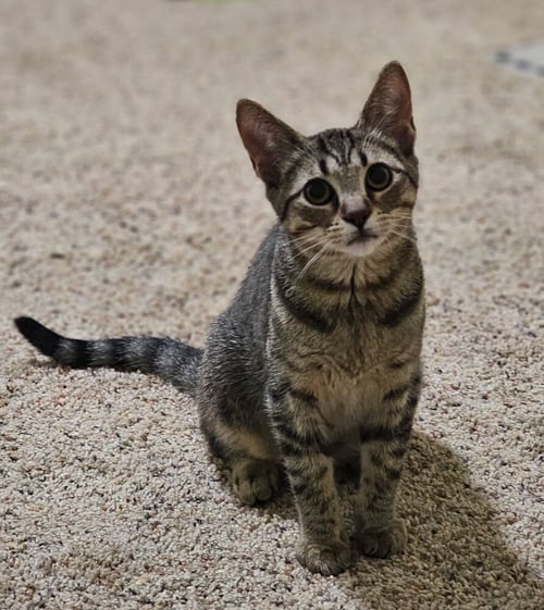 ORLA (BONDED WITH JAMES) - Domestic Short Hair available for adoption