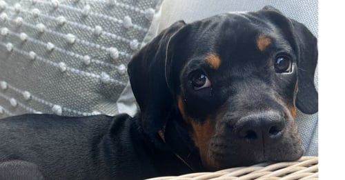 COVE - Boxer / Pug available for adoption