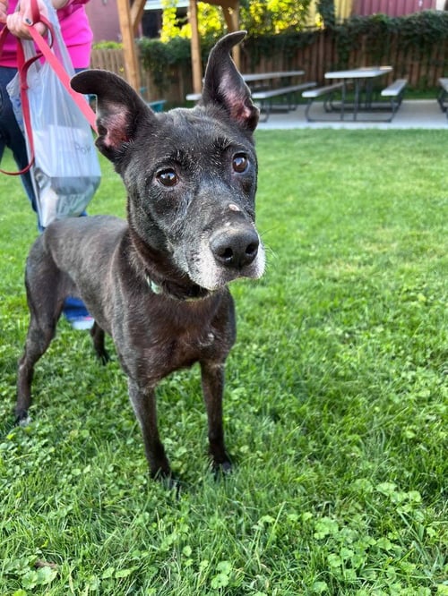 ABIGAIL - Terrier available for adoption