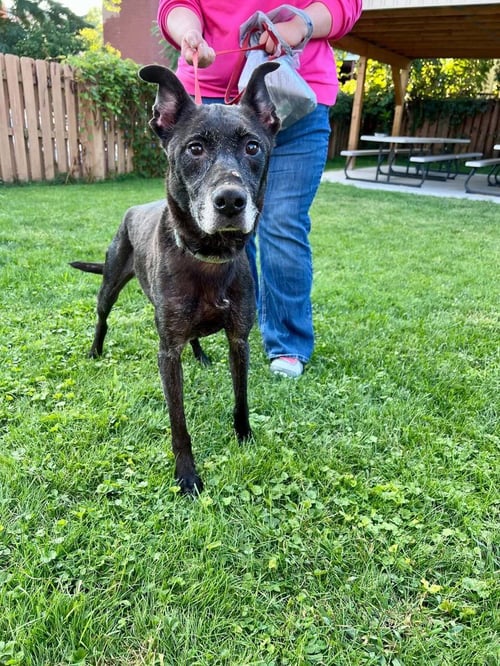 ABIGAIL - Terrier available for adoption