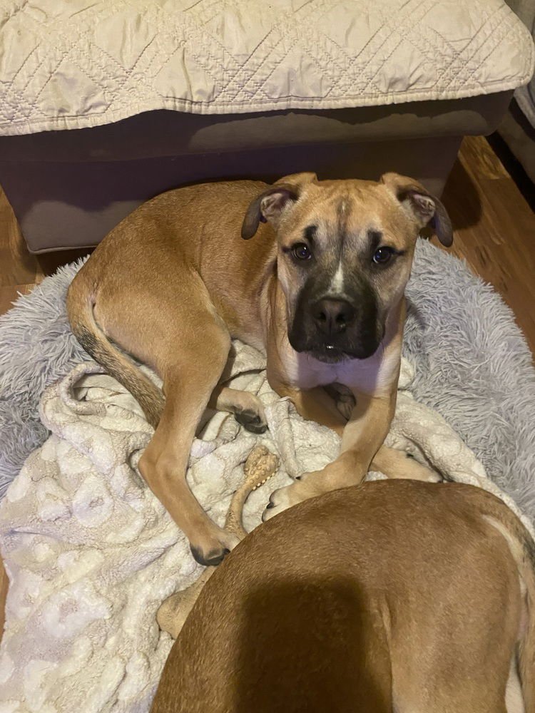 IKE - Boxer / Shepherd available for adoption