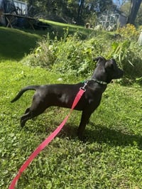 Pumpernickel - Photo 4