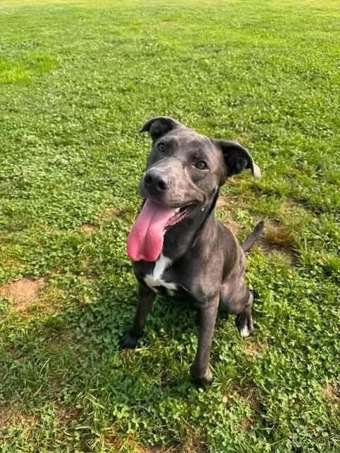 JUDY - Pit Bull Terrier available for adoption