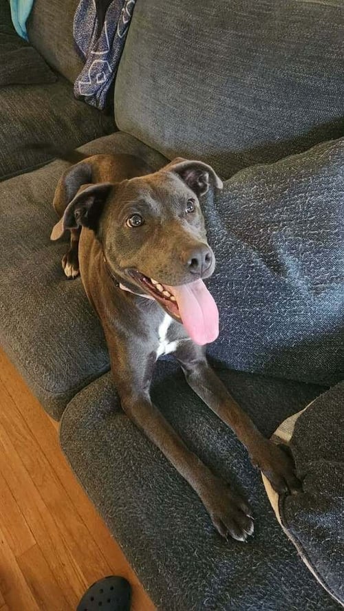 JUDY - Pit Bull Terrier available for adoption