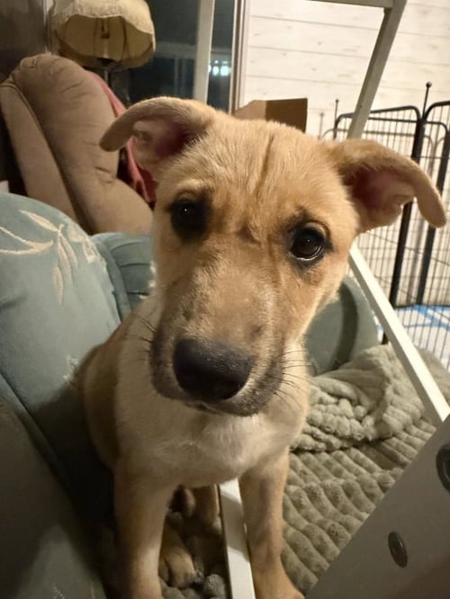 ATHENA - Terrier available for adoption