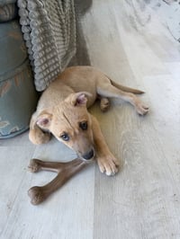 Athena - Photo 4