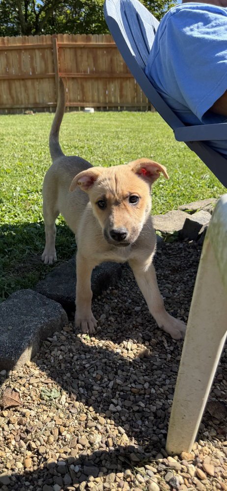 ATHENA - Terrier available for adoption