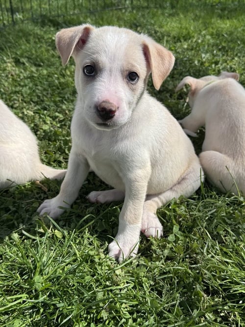 ACE - Husky available for adoption