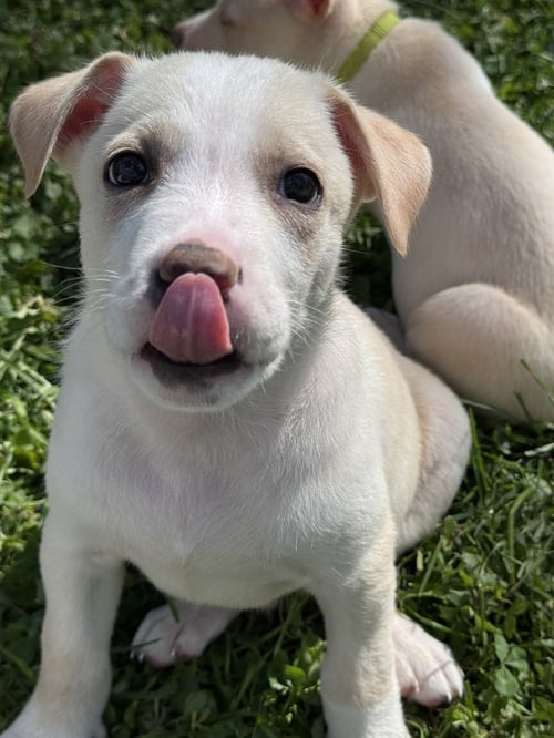 ACE - Husky available for adoption