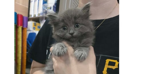 FORREST - Domestic Long Hair available for adoption