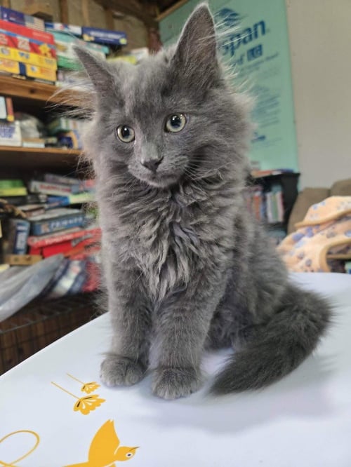 FORREST - Domestic Long Hair available for adoption