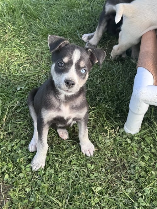 IVY - Husky available for adoption