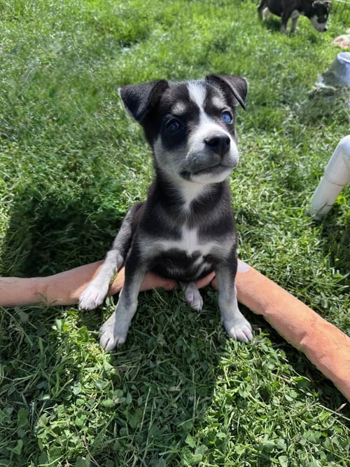 IVY - Husky available for adoption