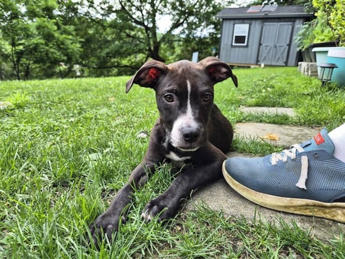 DILLY - Labrador Retriever / Pit Bull Terrier available for adoption