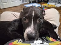Dilly - Photo 3