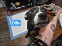 Dilly - Photo 4