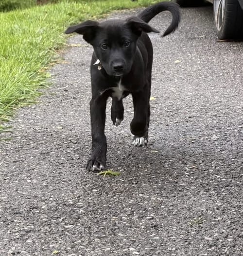 JASPER - Labrador Retriever / Husky available for adoption