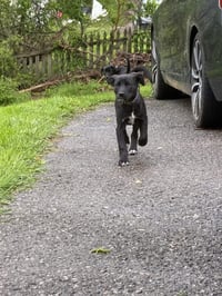 Jasper - Photo 3