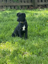 Jasper - Photo 4
