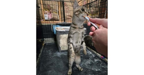 CUTIE - Domestic Short Hair available for adoption