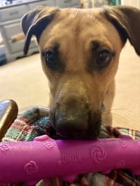 Duggie - Photo 3
