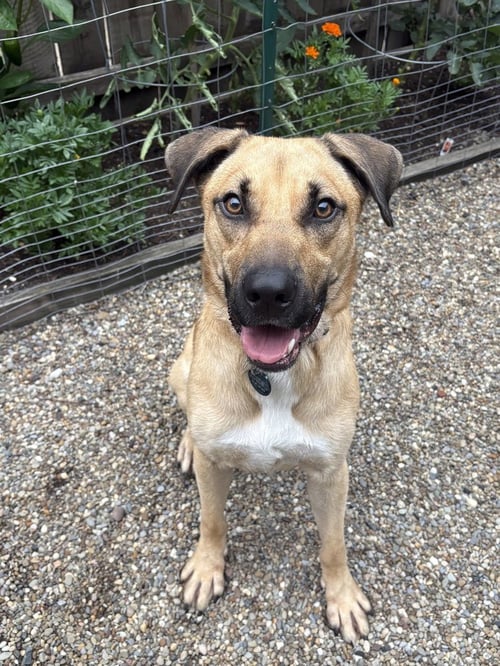 DUGGIE - Shepherd / Terrier available for adoption